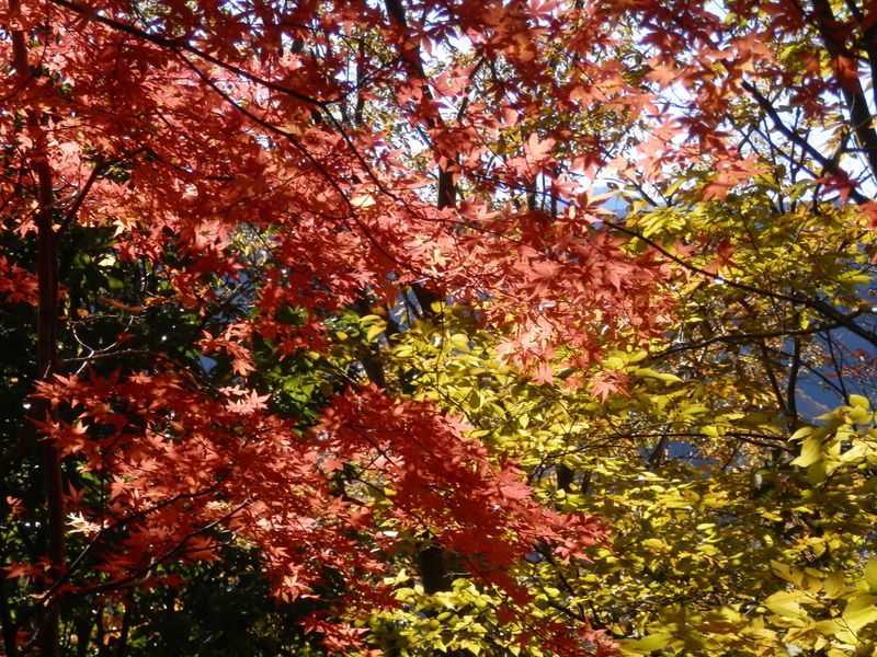 デン笠・甚之函山 -- 順光でも逆光でもきれいなモミジ