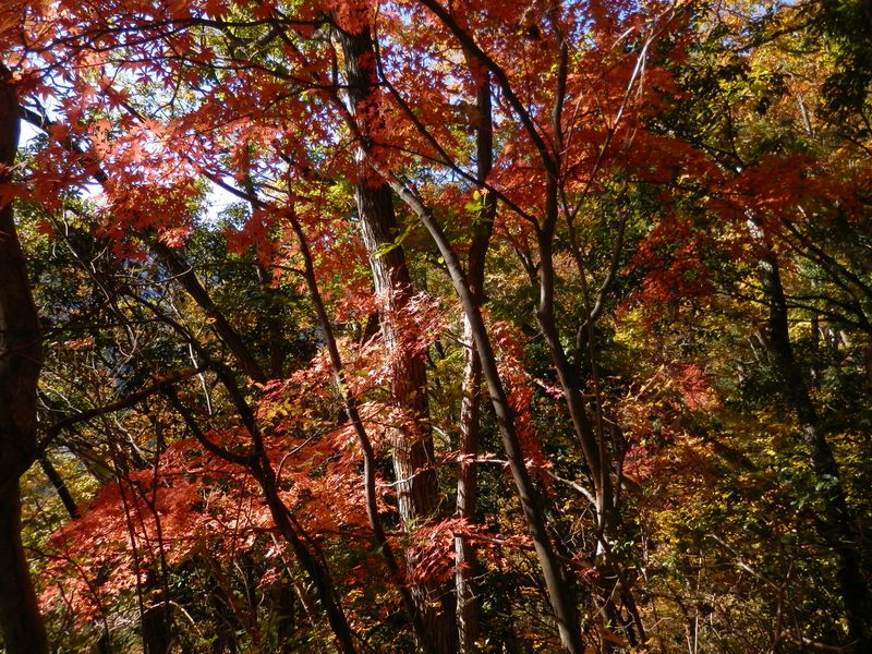 デン笠・甚之函山 -- 秋山の紅葉(2)