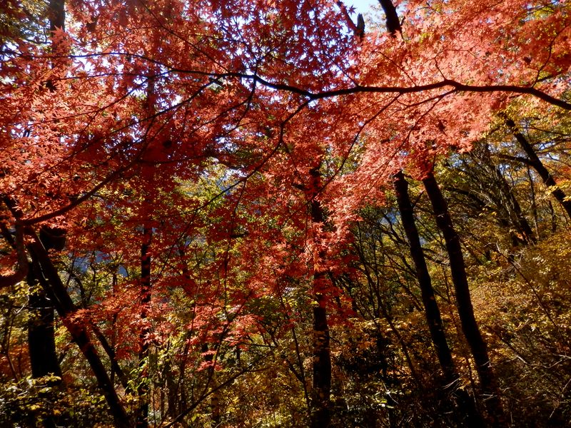デン笠・甚之函山 -- 秋山の紅葉(3)