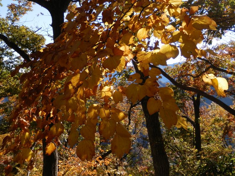 デン笠・甚之函山 -- 赤味がかった黄葉は、ダンコウバイだろうか