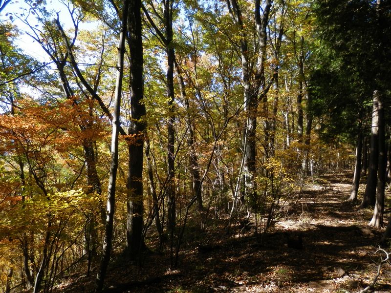 デン笠の先は、黄葉の楽園だった