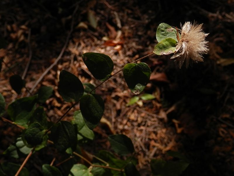 デン笠・甚之函山 -- この時季のコウヤボウキ