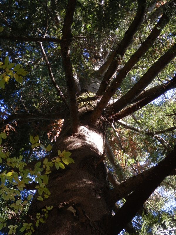 デン笠・甚之函山 -- モミの木は常葉（ときわ）の緑