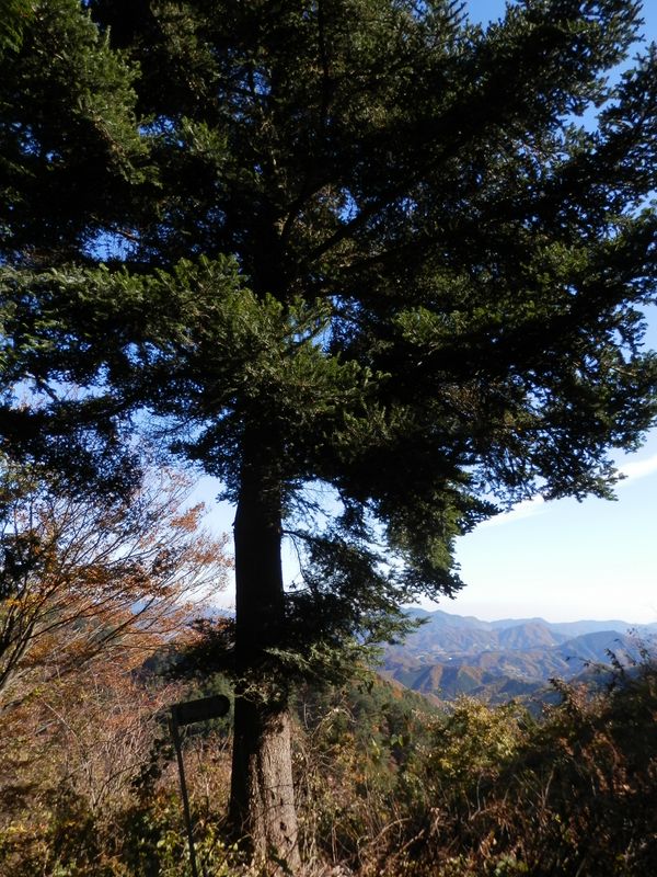 大丸山頂のモミの大樹