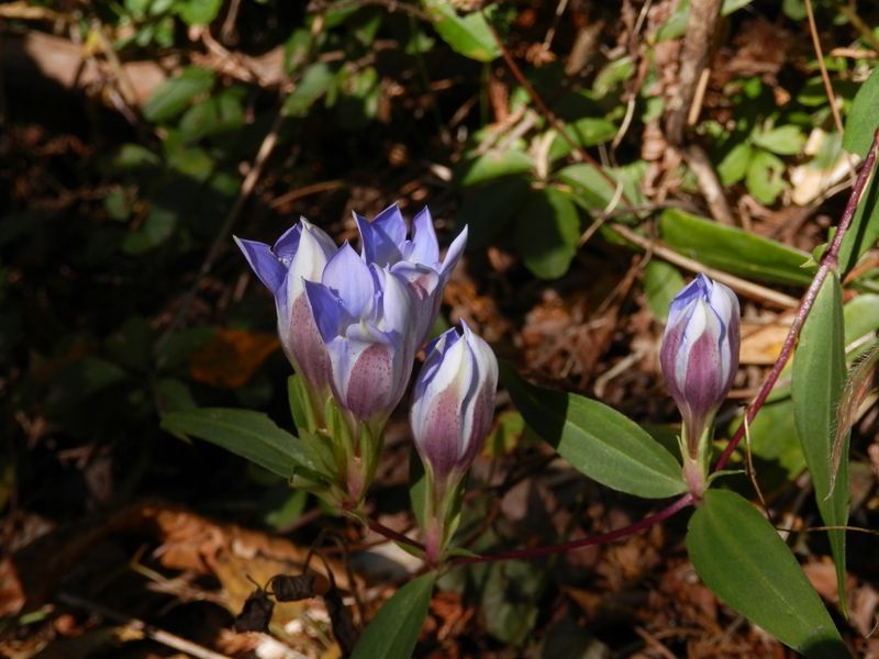 デン笠・甚之函山 -- つつましげに咲いたツルリンドウ