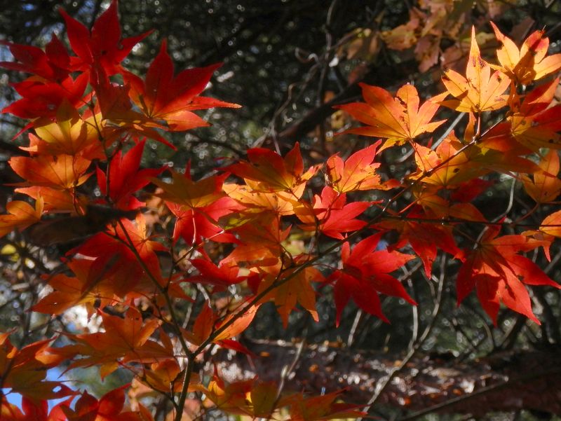 デン笠・甚之函山 -- （旧）大地峠の紅葉