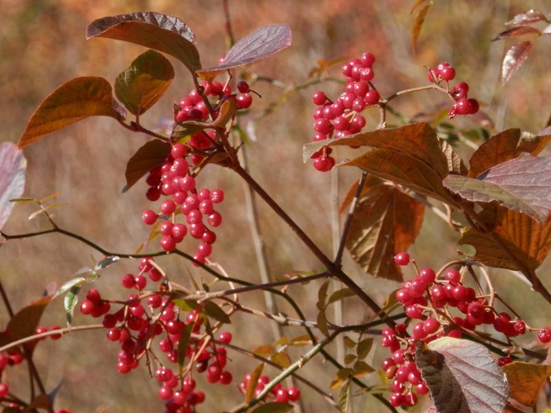 デン笠・甚之函山 -- これはミヤマガマズミかな