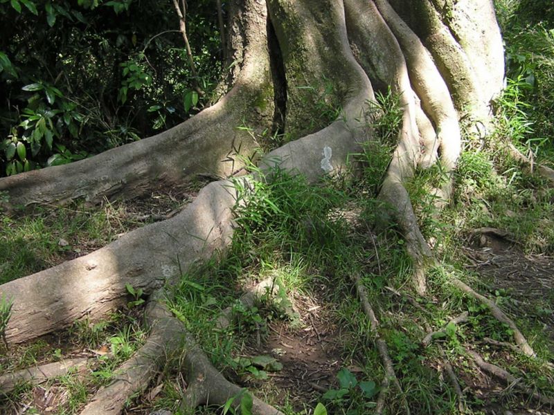 円海山・大丸山 -- エノキの板根