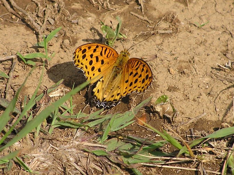 円海山・大丸山 -- 山頂にはタテハチョウ科の蝶がよくいる
