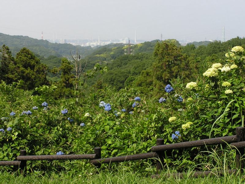 円海山・大丸山 -- 関谷奥見晴台