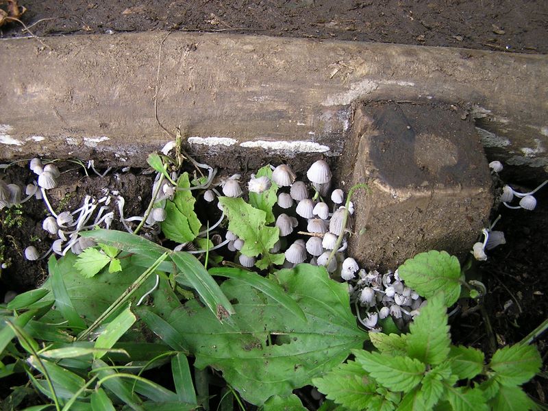円海山・大丸山 -- キノコの季節