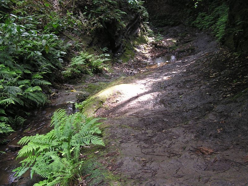円海山・大丸山 -- 滑りそうな道を下る