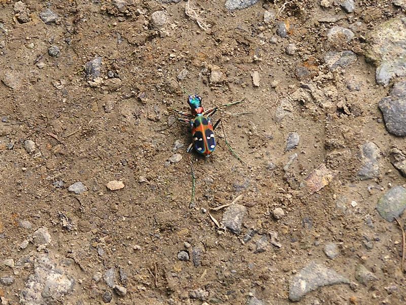 円海山・大丸山 -- 天園ハイキングコース入口で、ハンミョウが待っていた