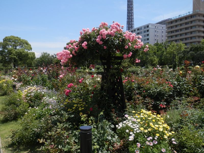 山下公園の花たち