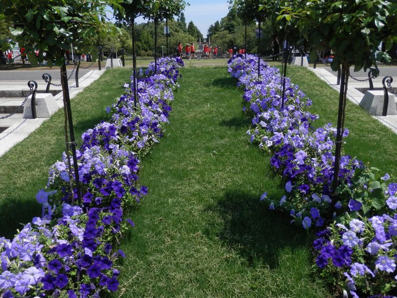 ペチュニアと若者たち