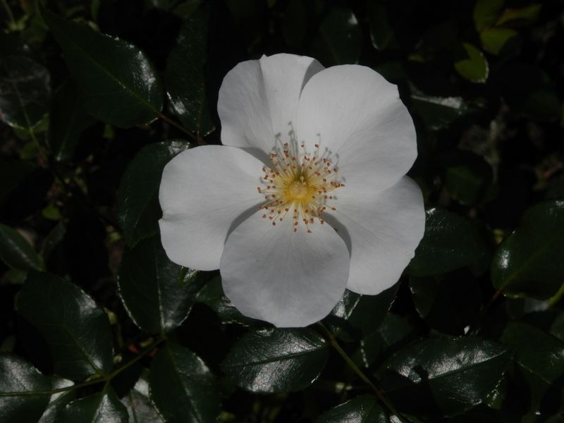 シンプルなバラ