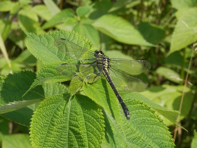 夜はホタルが見られる