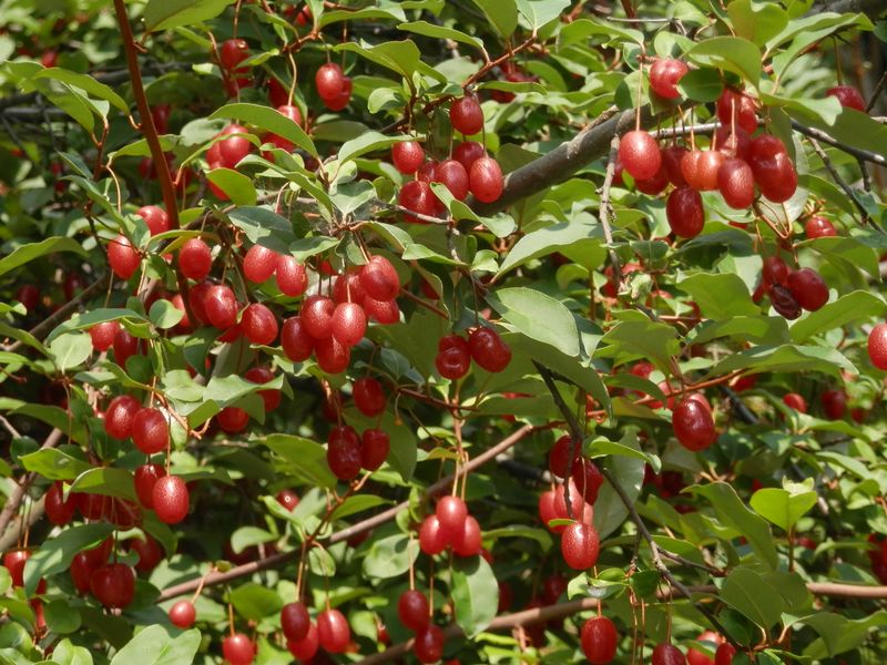 真っ赤に熟れたグミ