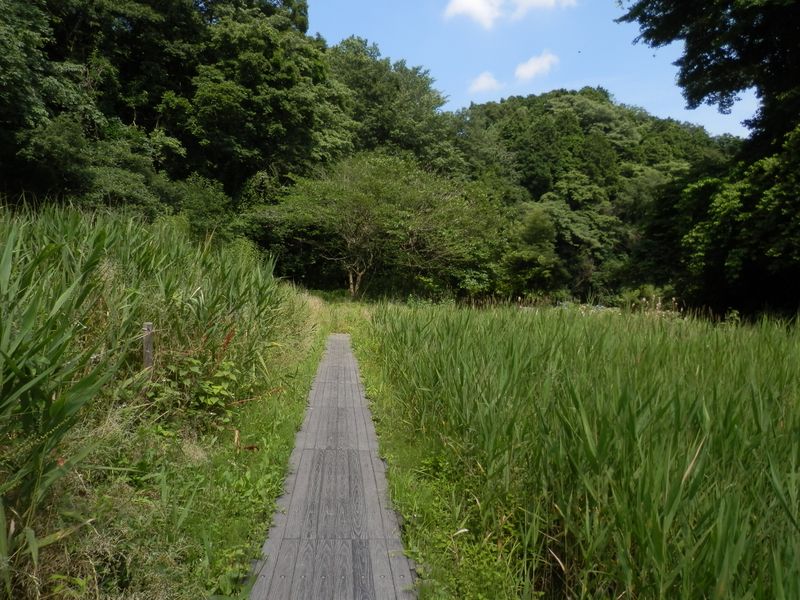 瀬上沢小川アメニティの木道