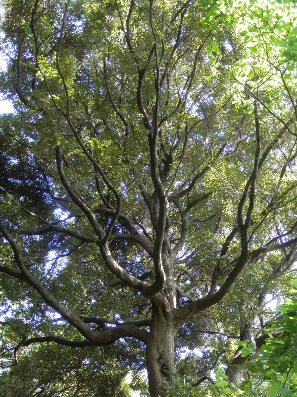 ウラジロガシかな