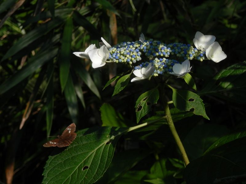 p6108497.jpg (large)