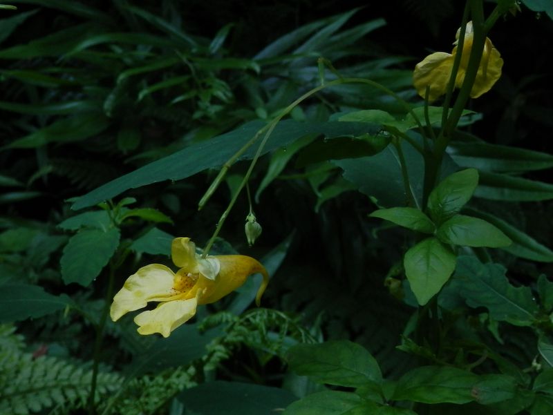 p6108513.jpg (large)