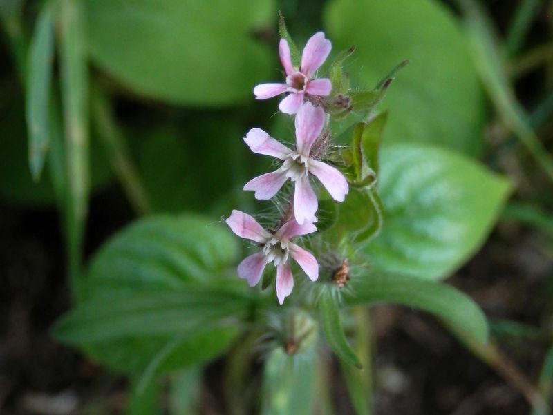 シロバナマンテマ