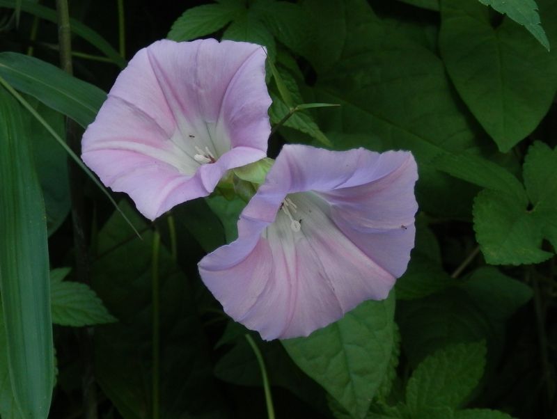 ヒルガオは朝から晩まで
