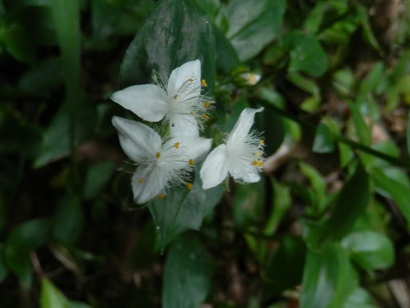 トキワツユクサ