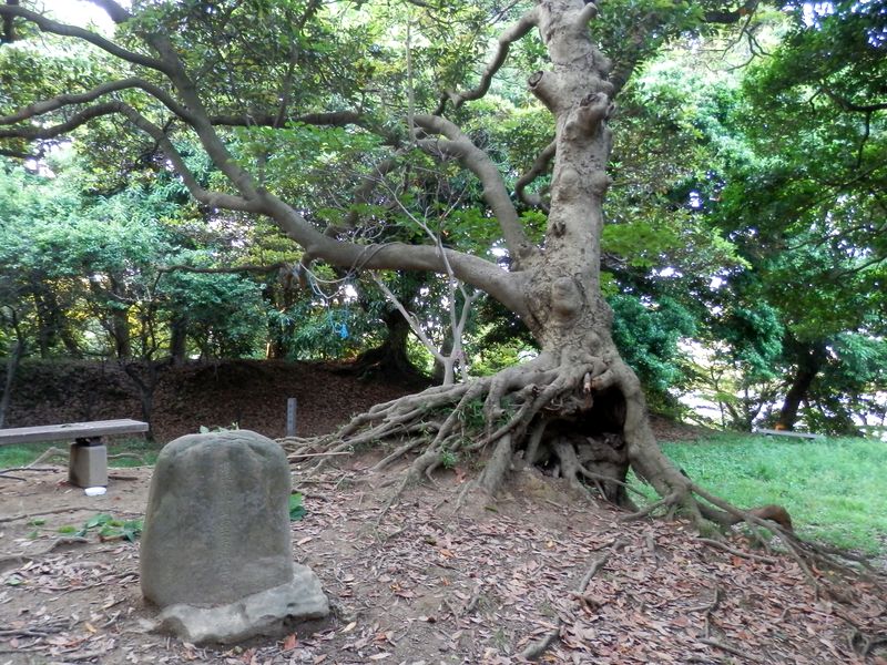 能見堂跡のタブノキ