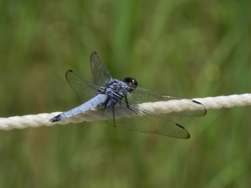 オオシオカラトンボ（♂）