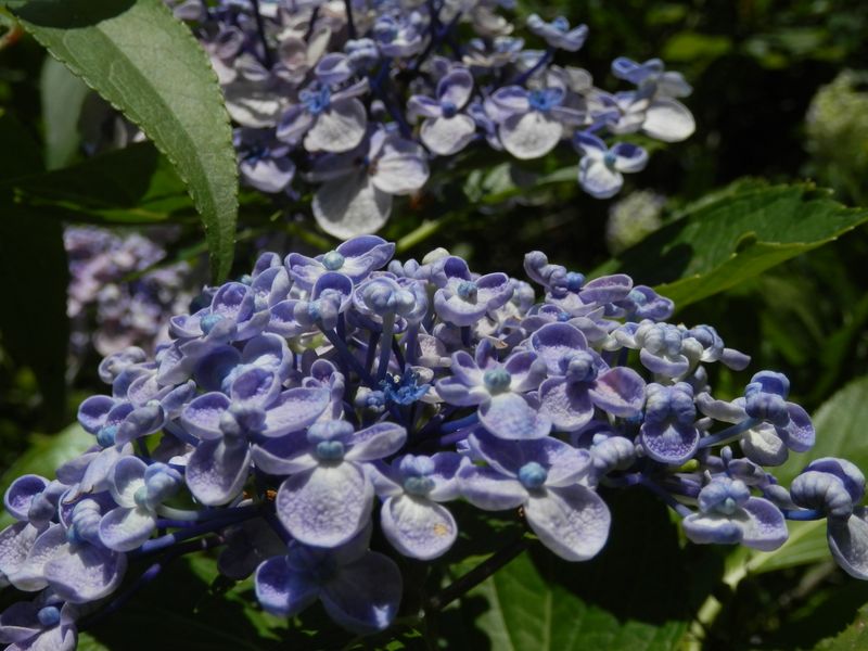 このオタフクアジサイは植栽かな？