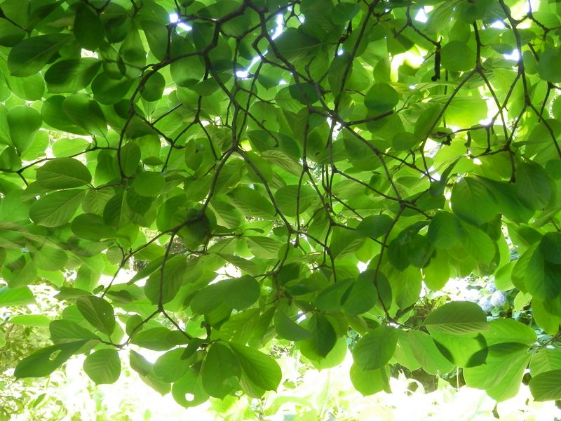 緑のステンドグラス