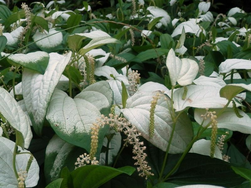 ハンゲショウの葉と花