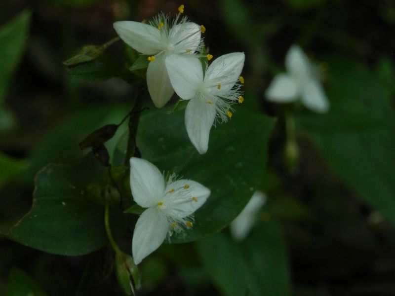 トキワツユクサ
