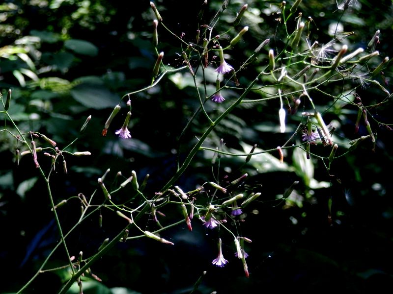 ムラサキニガナ