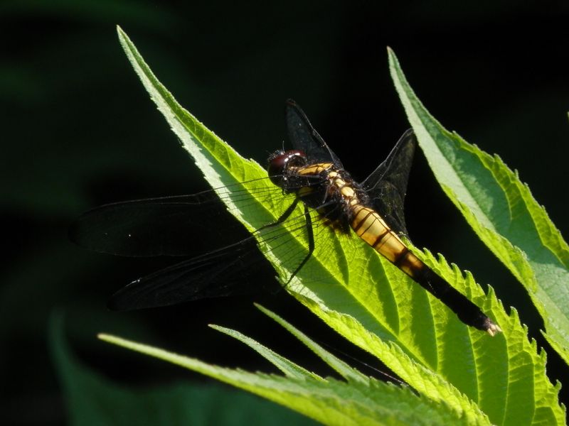 オオシオカラトンボ（♀）