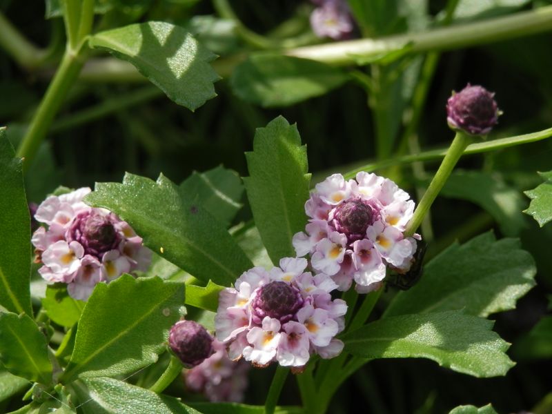 ヒメイワダレソウ。直径12mmほどの小花