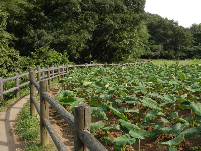 サトイモの畑