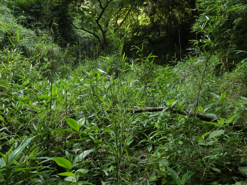 前進できなくなり、引き返す