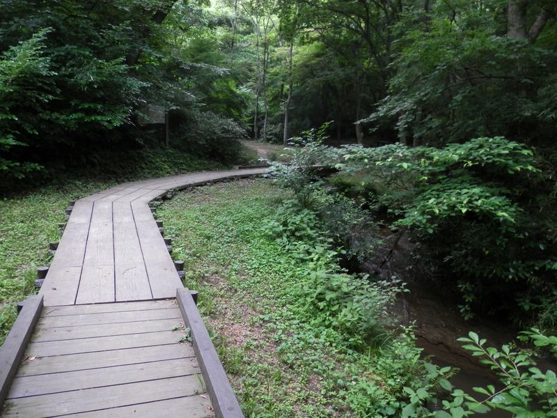 大岡川源流沿いに木道