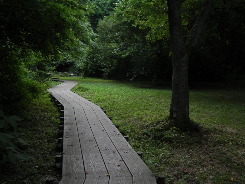 大岡川源流沿いの木道