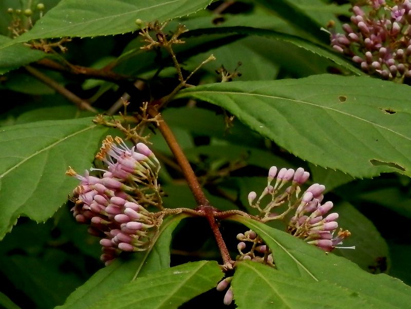 ムラサキシキブ