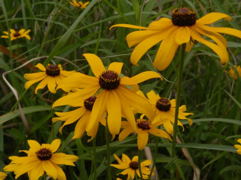 アラゲハンゴンソウ