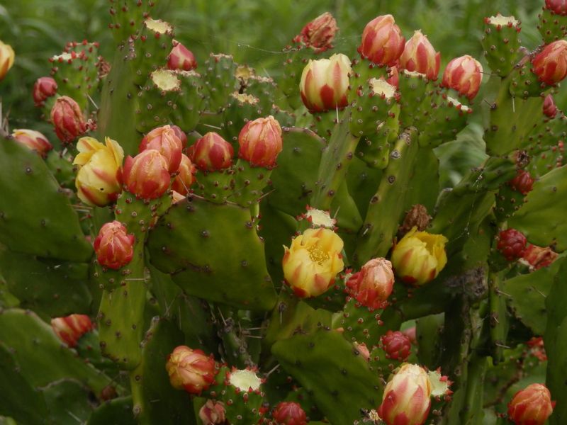 ウチワサボテンの花
