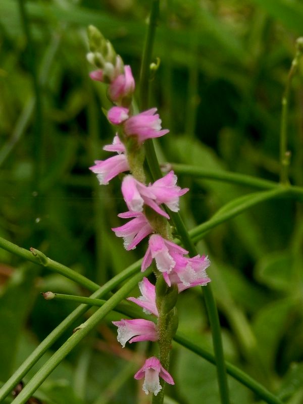 ネジバナはラン科