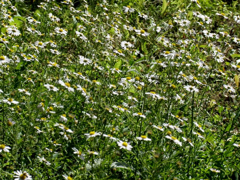 白菊がいっぱい