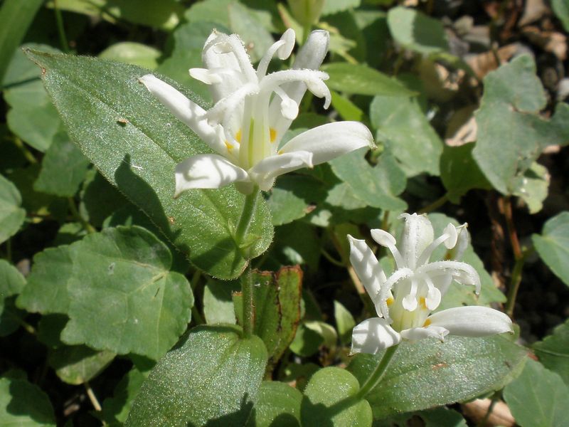 白花のホトトギス