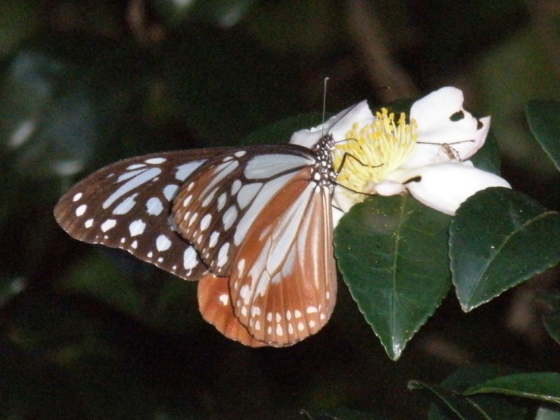 アサギマダラをストロボ撮影