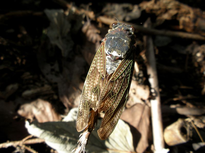 まだ生きているかのようなアブラゼミ